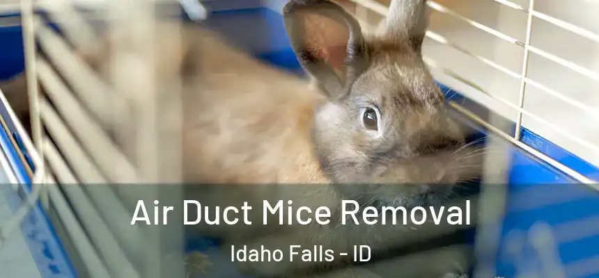 Air Duct Mice Removal Idaho Falls - ID
